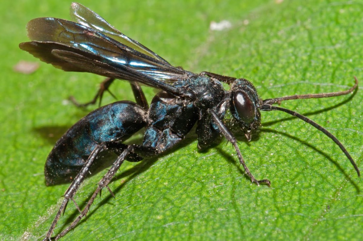 Оса Помпилида