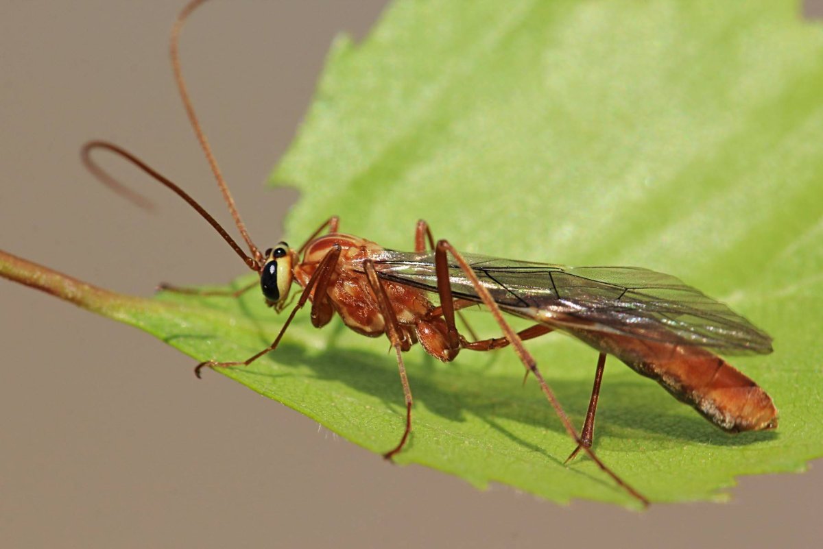 Жук наездник Рисса