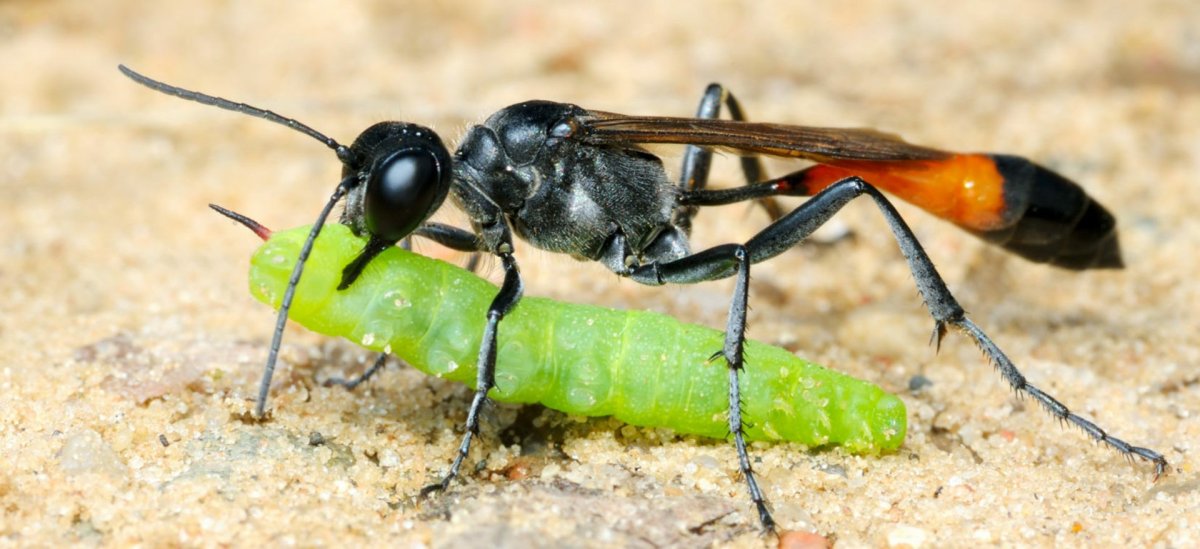 Земляная Оса черная