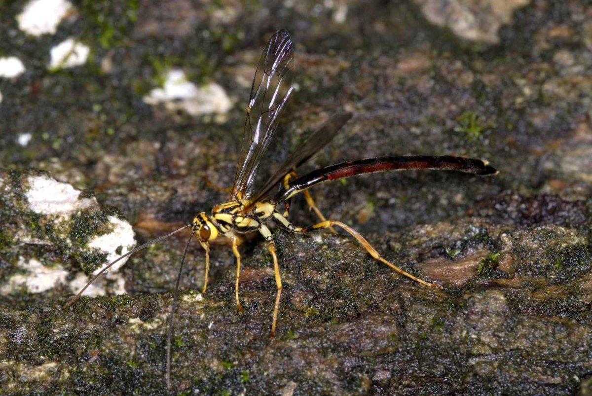 Новая Зеландия опасные животные и насекомые