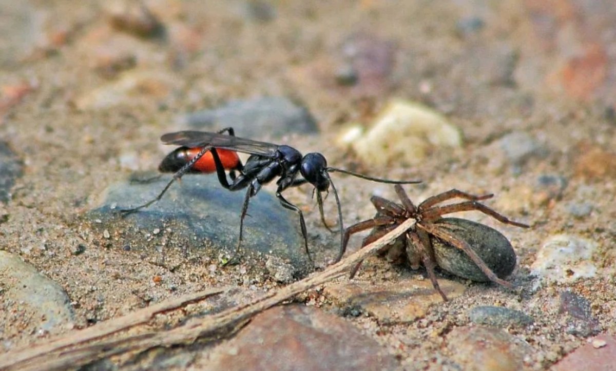 Черная Оса наездник
