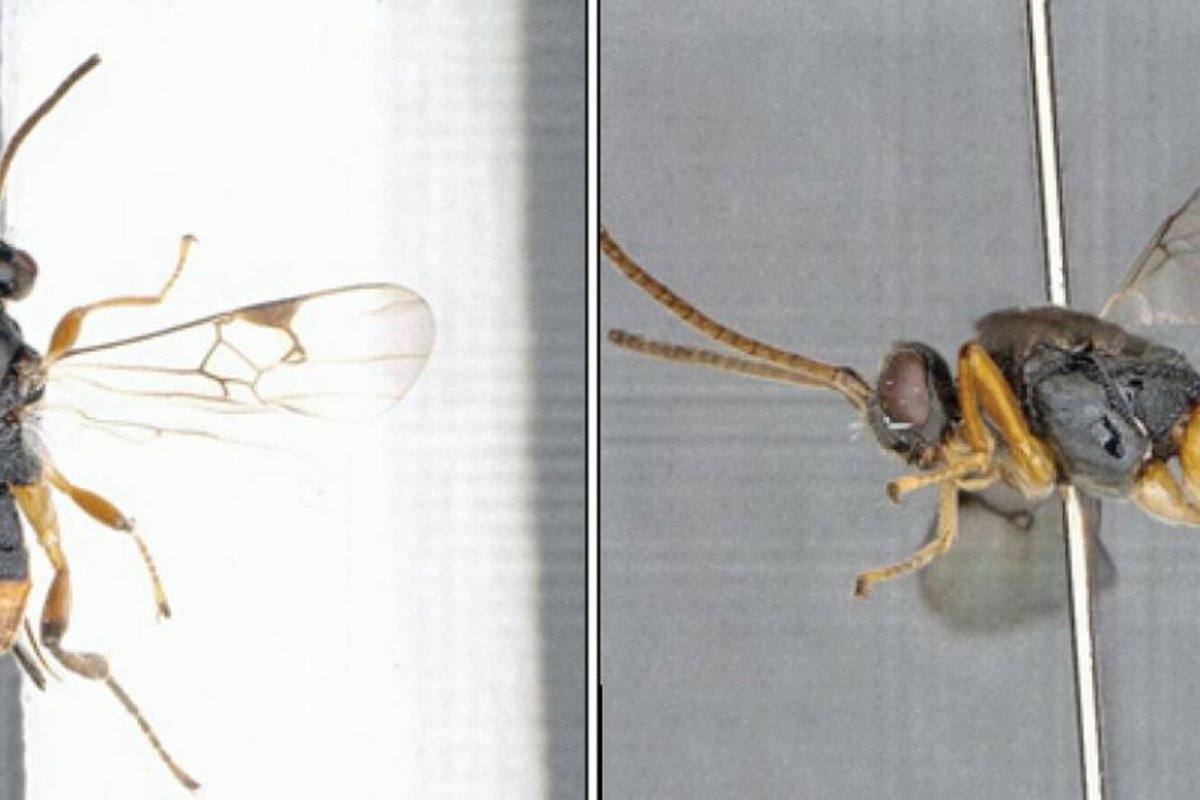 Паразитические осы в квартире