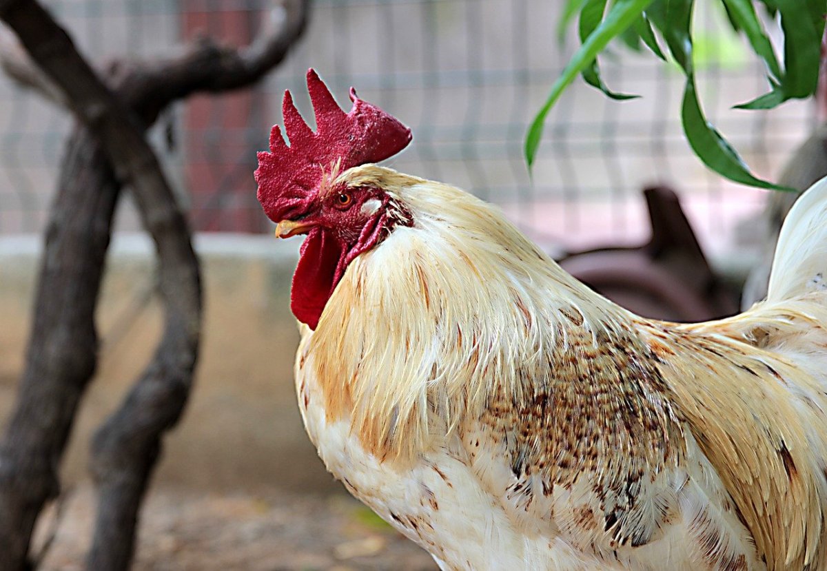 Петух Гамбургский