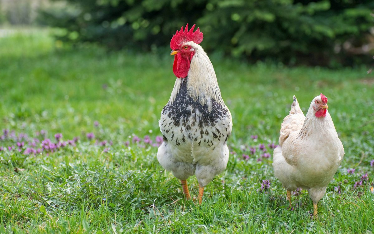 Курица и петух