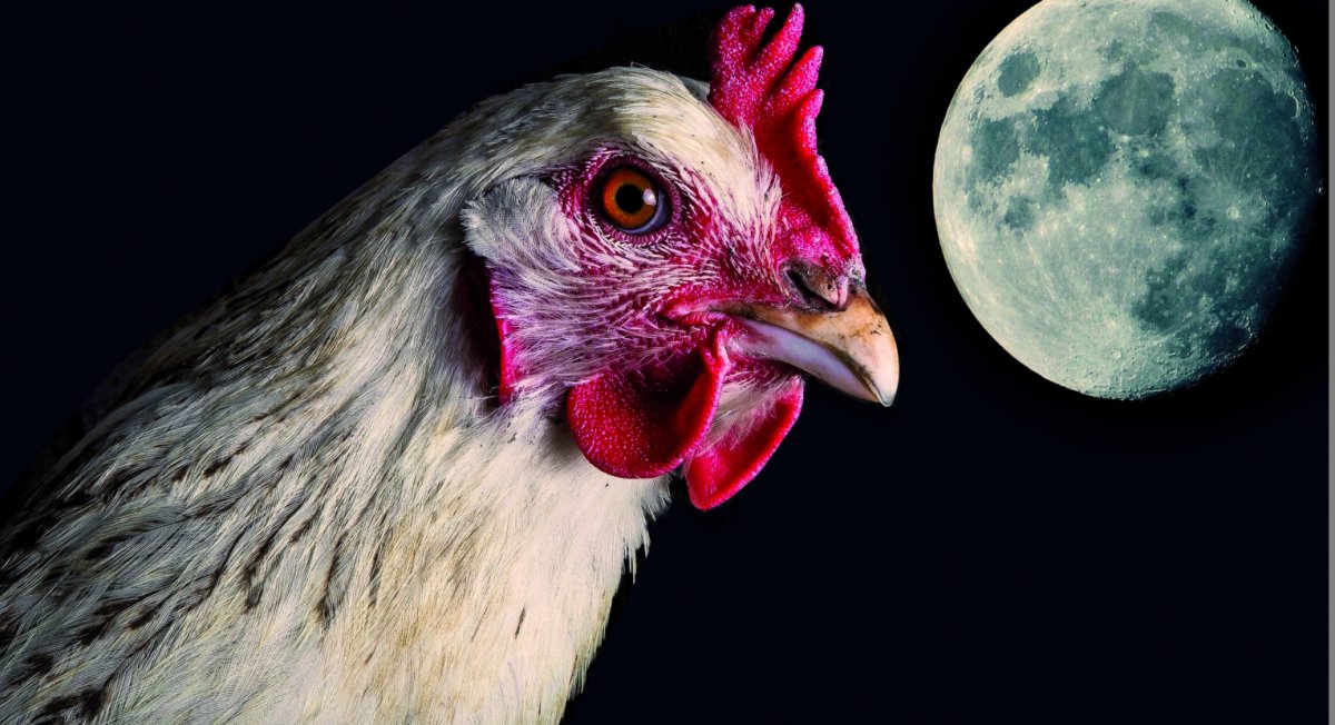 Ночной петух