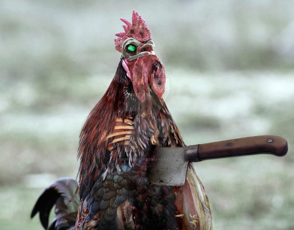 Бешеная курица