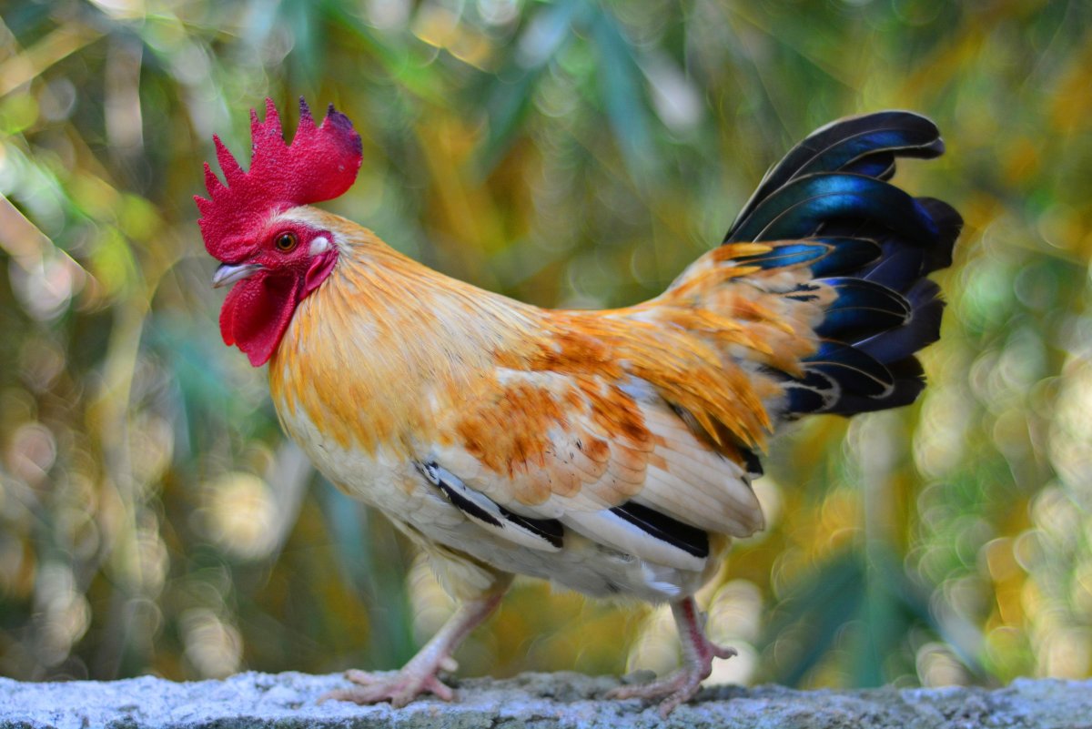 Карликовый петушок