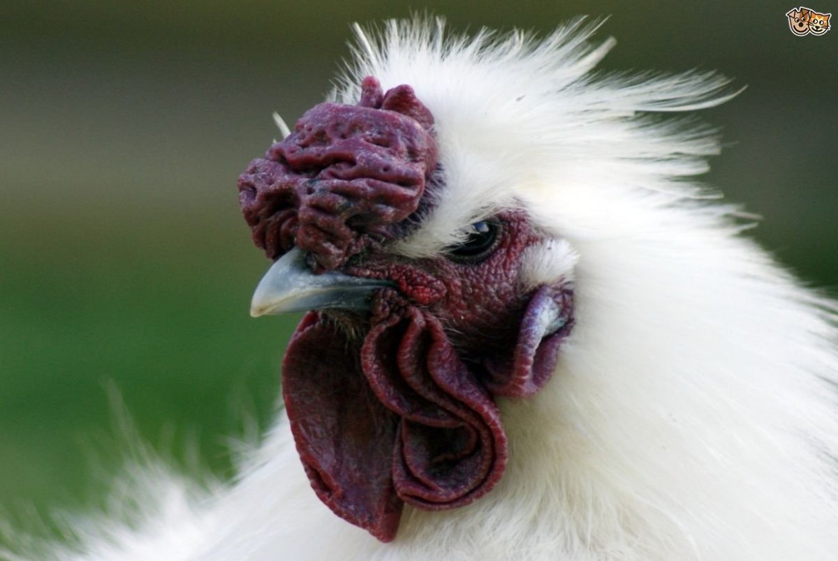 Петух без волос