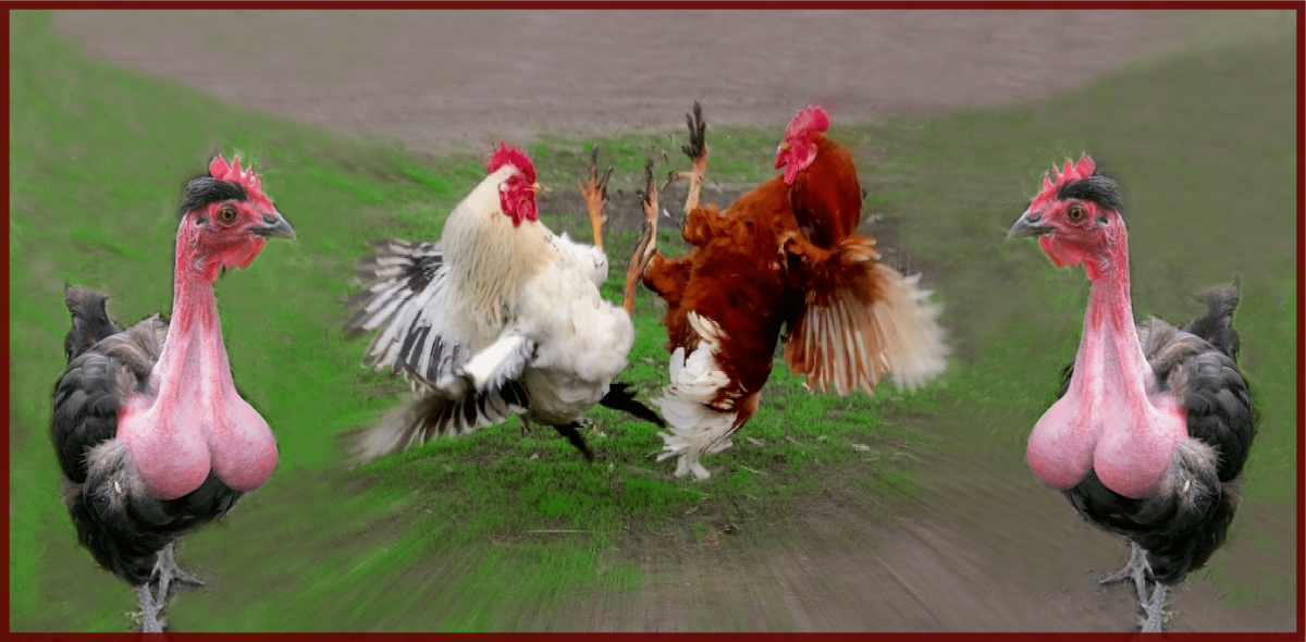 Петух на груди