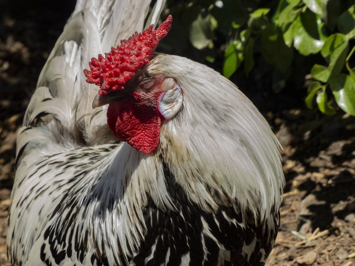 Петух Гамбургский