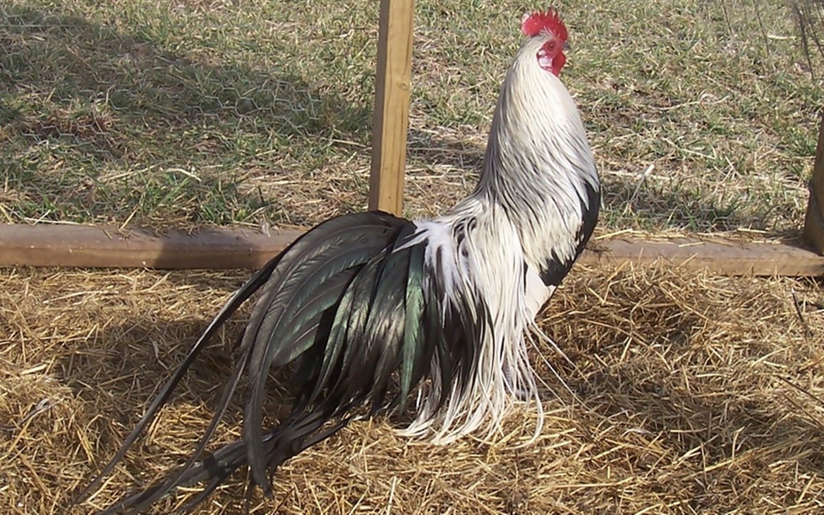 Бентамка порода Феникс