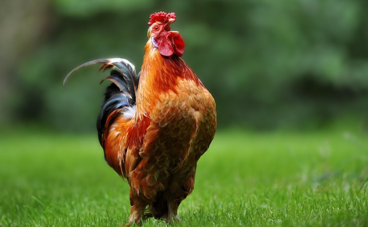 Петух бежит