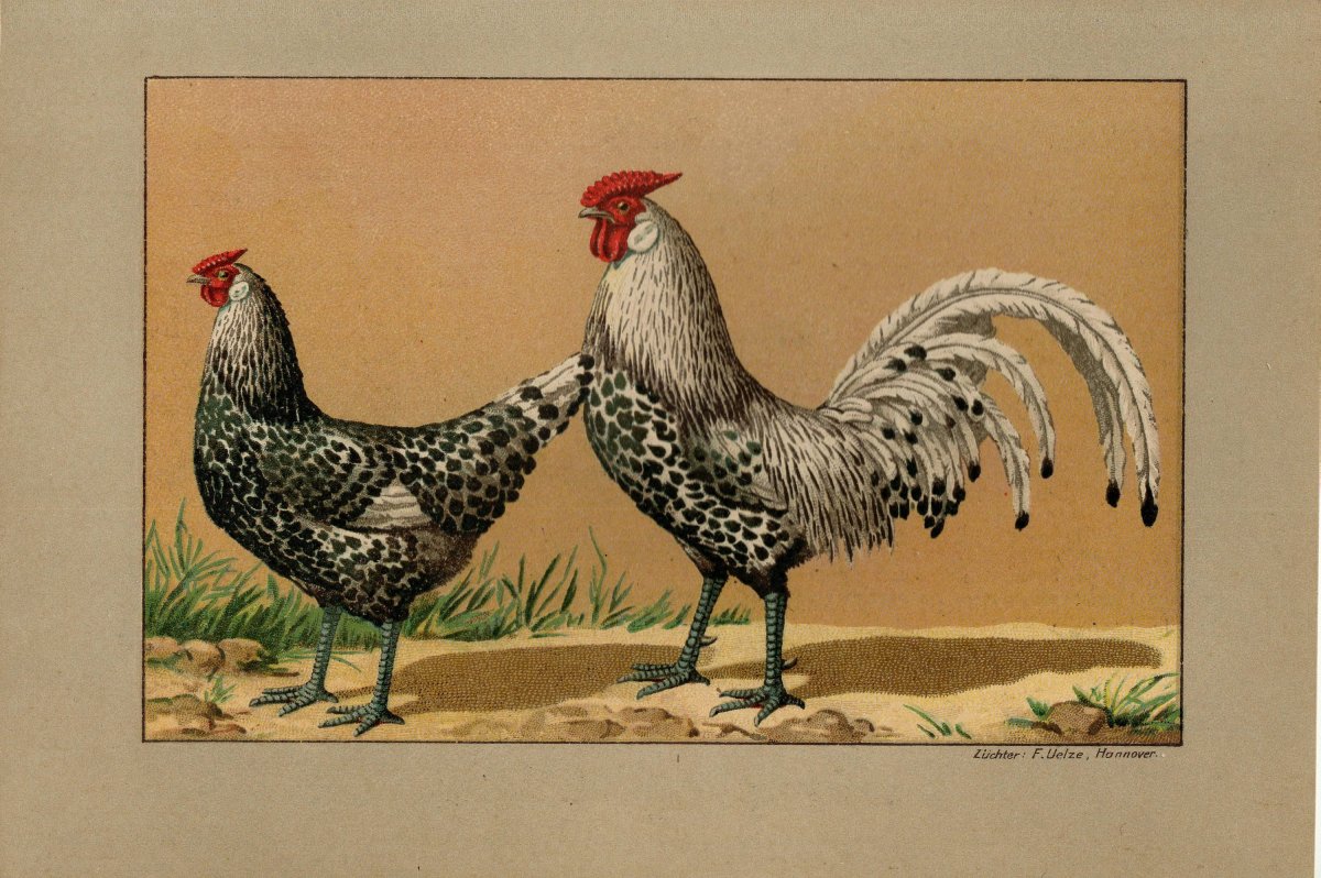 Куры в литографиях