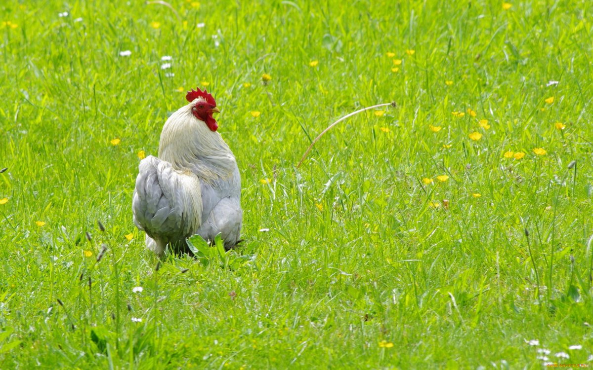 Зеленая курица