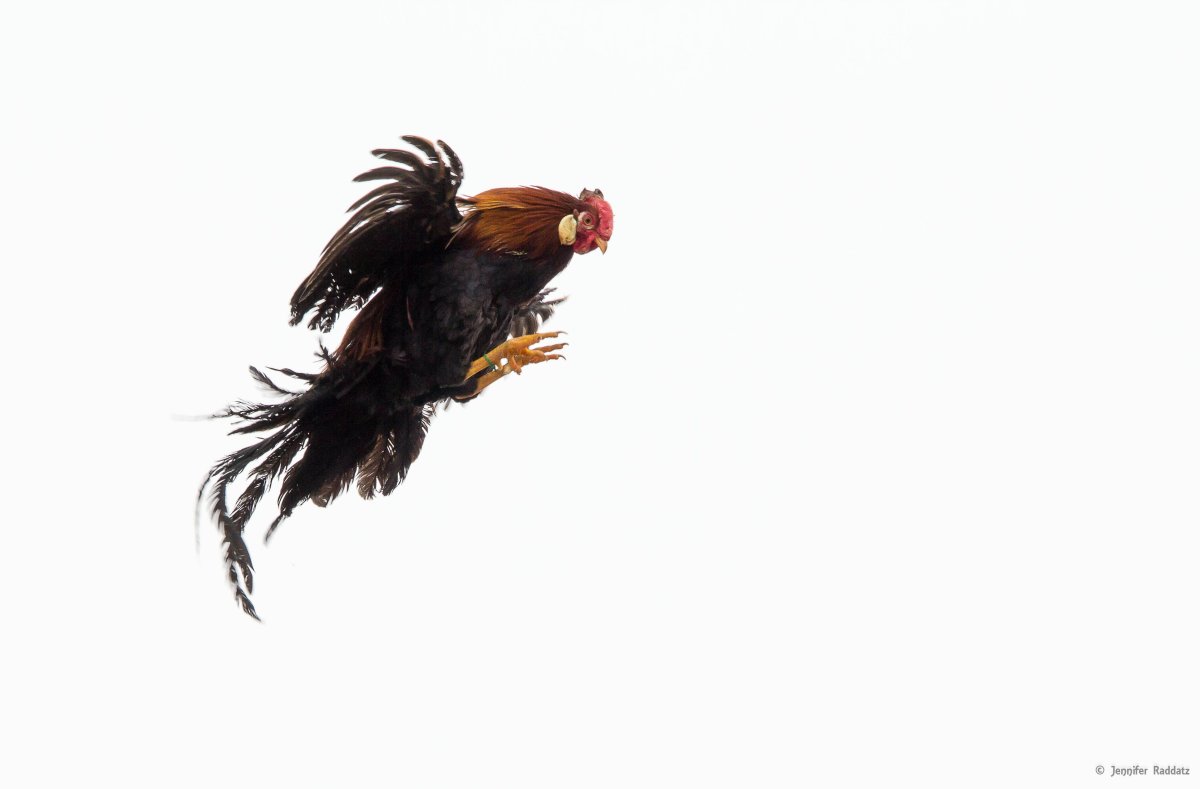 Курица летает