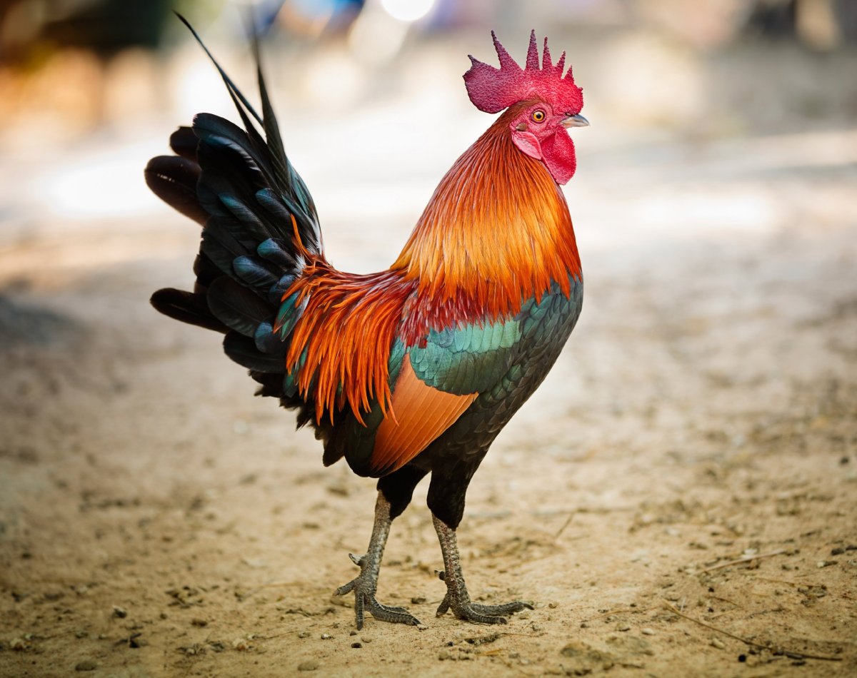 Красивый петушок