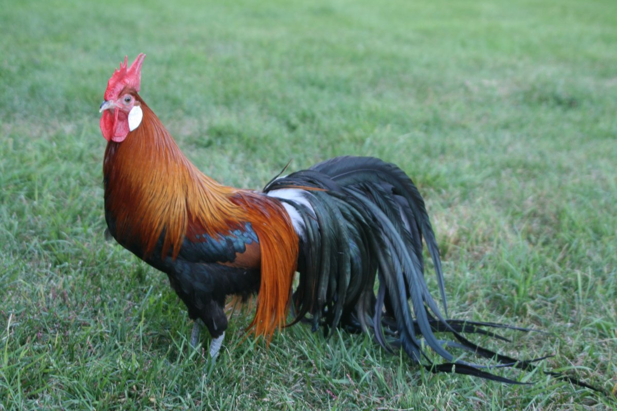 Куры породы Феникс