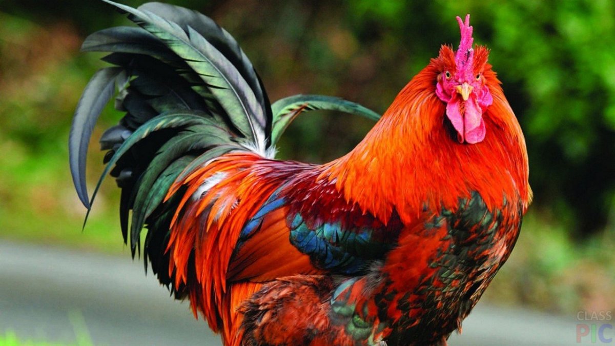 Французские Петушки