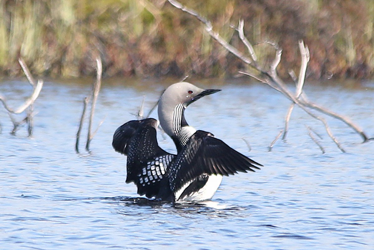 Книга зоологии 17 век