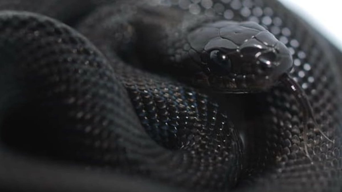 Черный Аспид змея