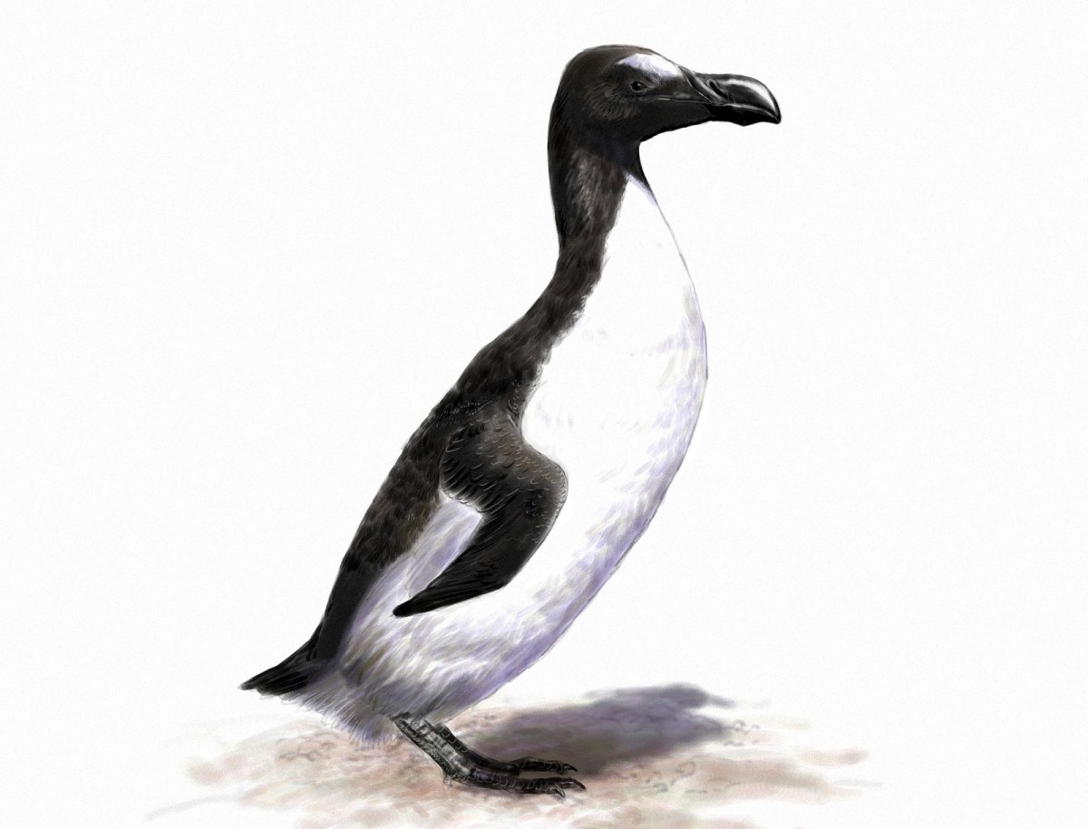Гагарка птица полет