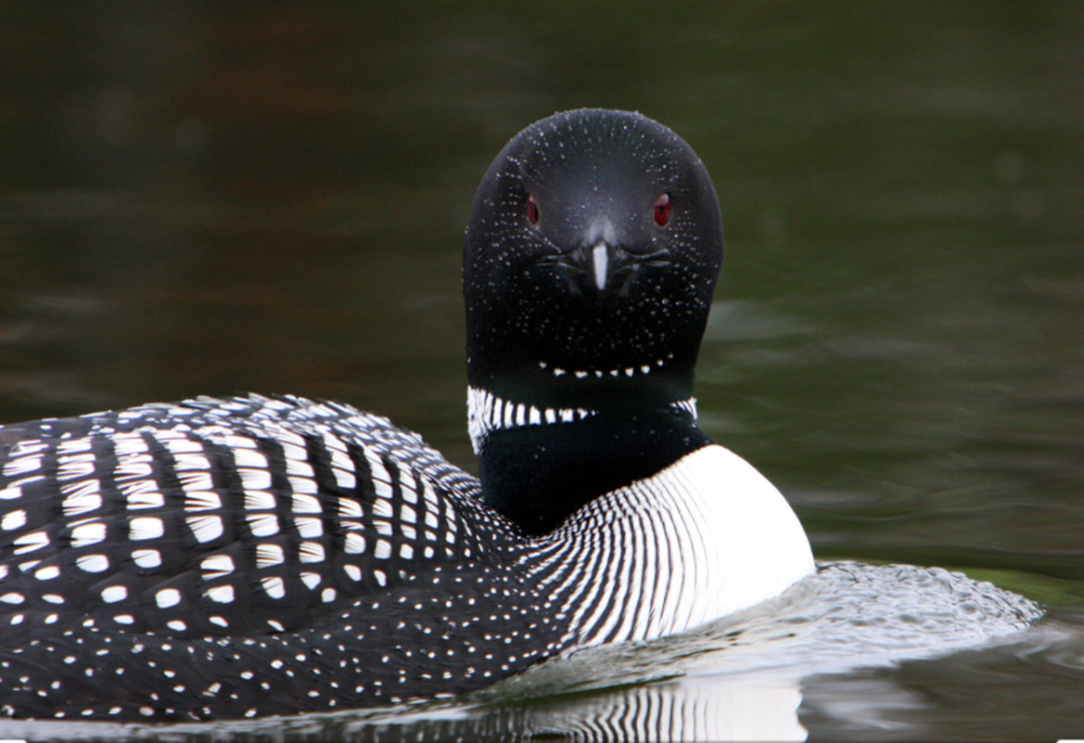 Гагара чернозобая (Gavia Arctica)