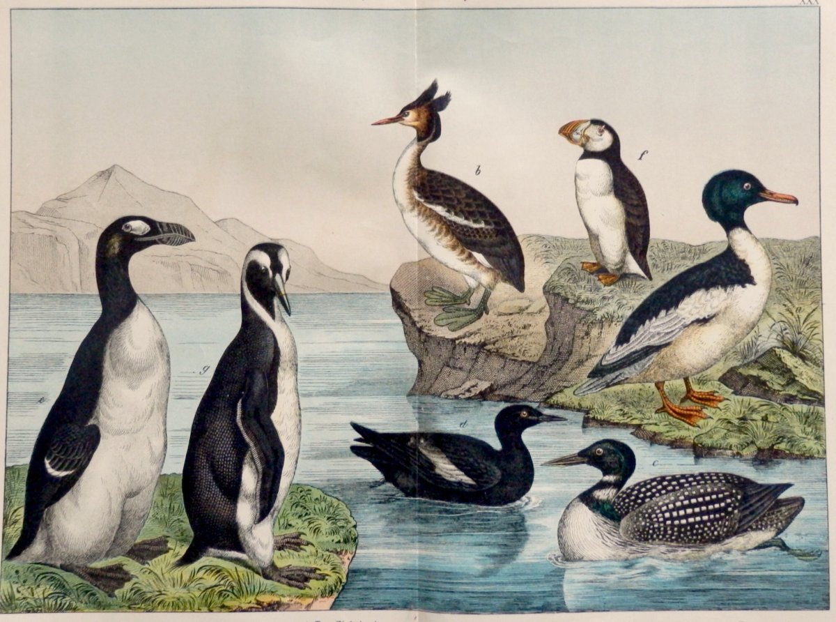 Птица чернозобая гагара