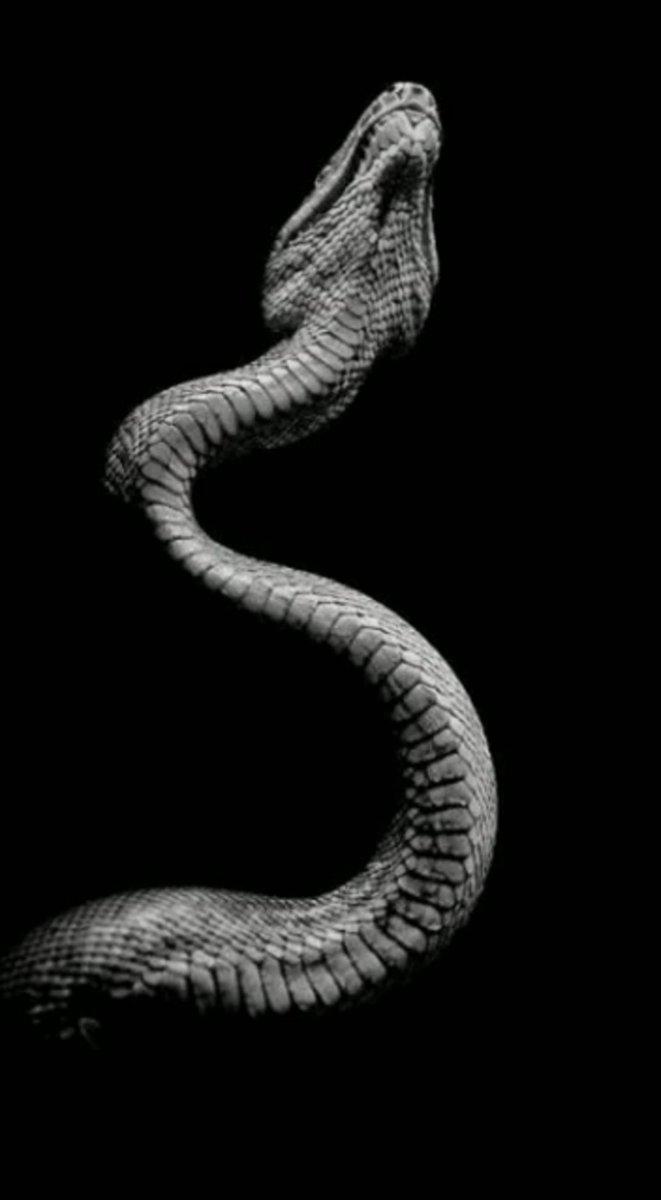 Черная змея Эстетика