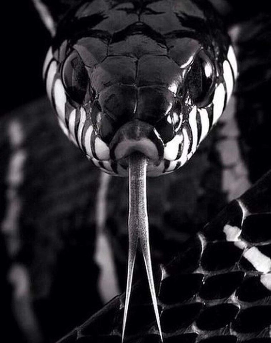 Черная Кобра змея