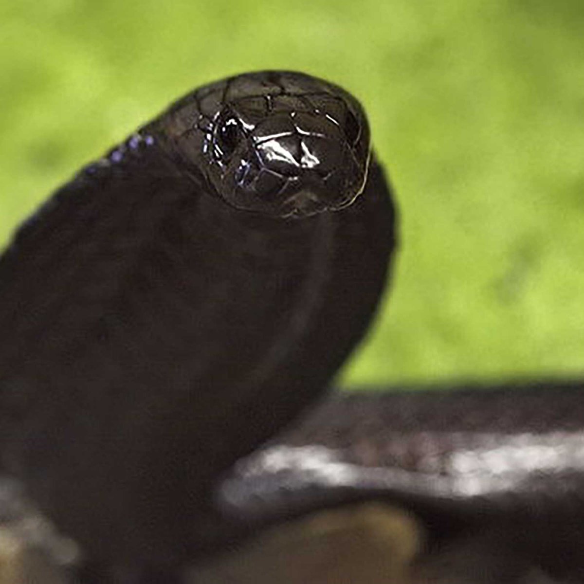 Королевская Кобра черная