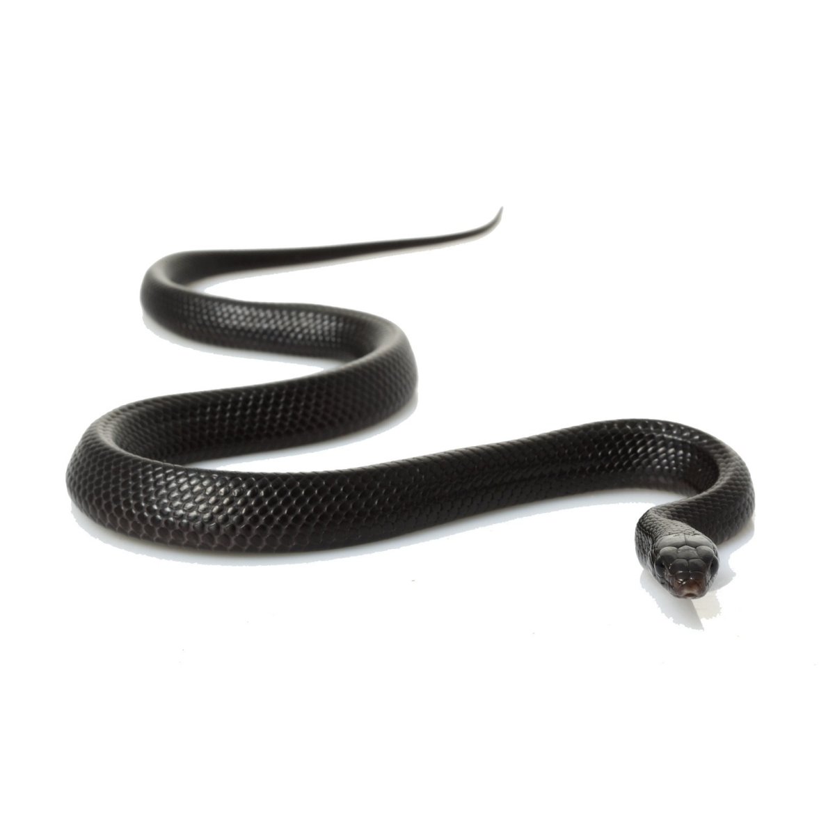 Черная мамба и Королевская Кобра