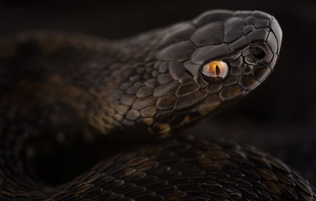 Обыкновенная гадюка