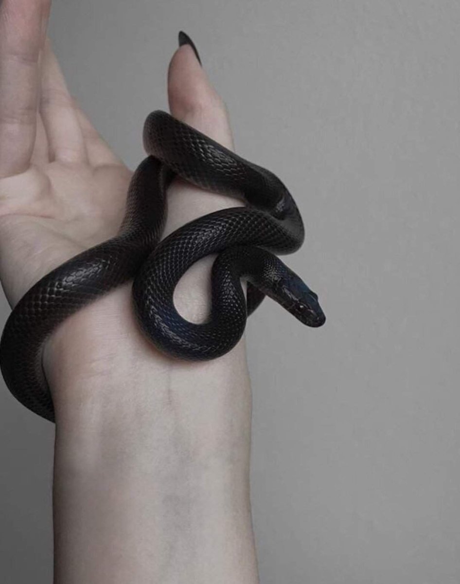 Pin by CB! Animals breaful rat Snake