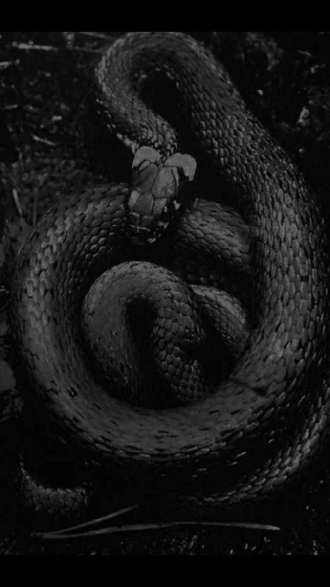 Чёрная вдова змея