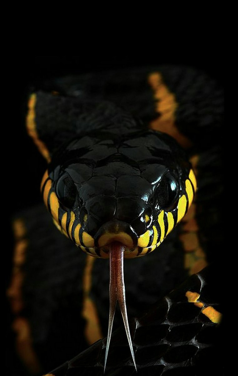 Черная ехидна змея