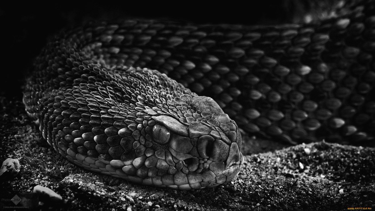 АТЕРИС сквамигера черная