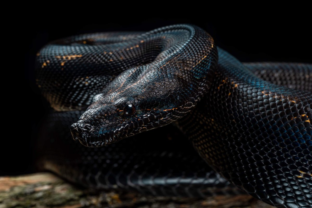 Змеи Гвидо Мокафико