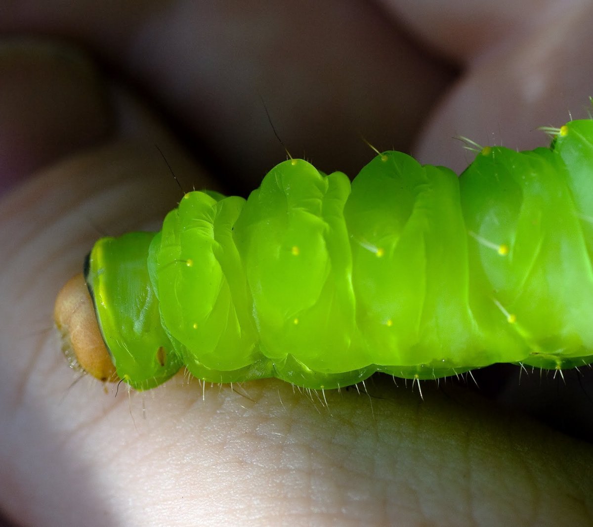 Гусеница Хаги
