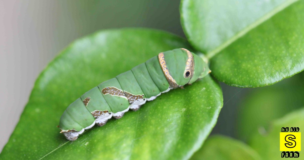 Гусеница бабочки палинуры