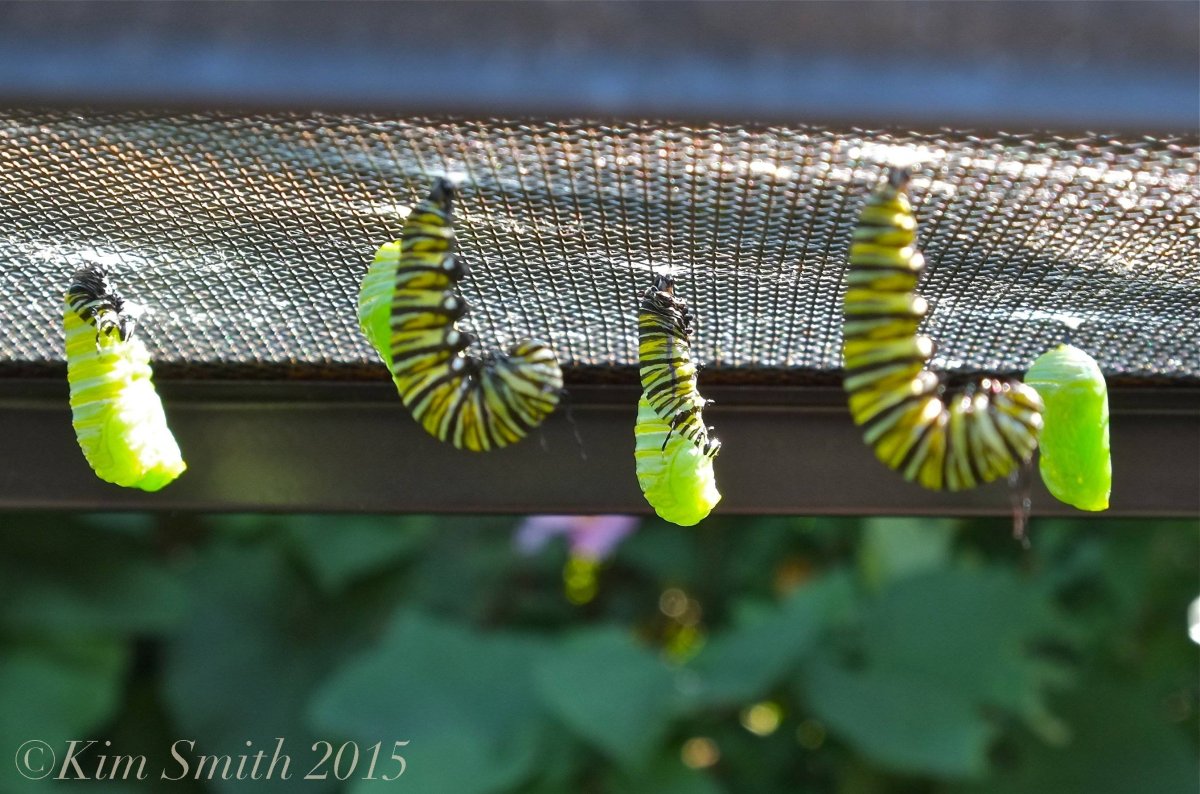 Гусеница куколка бабочка процесс