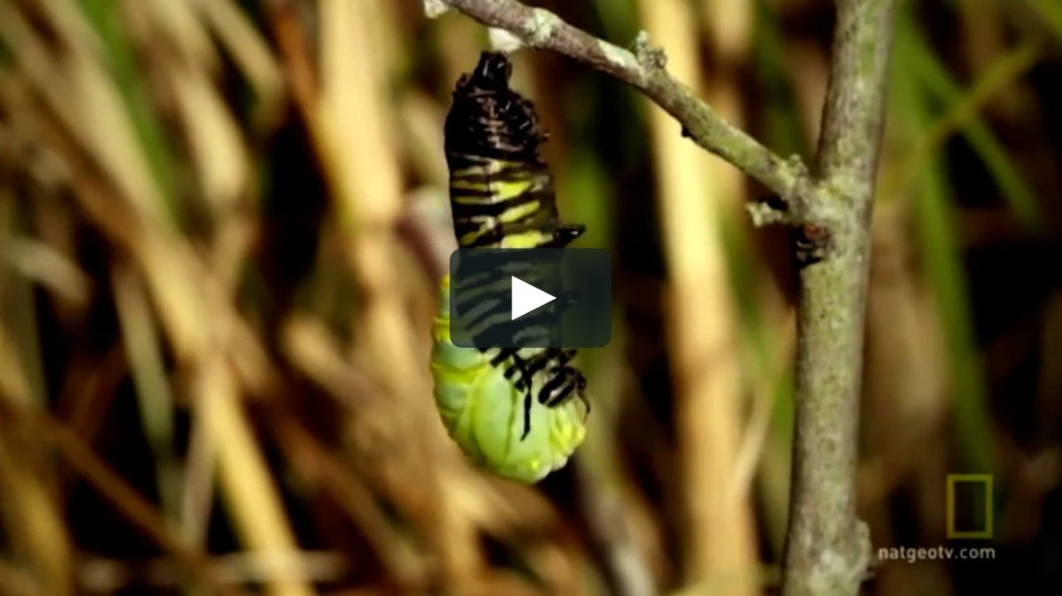 Кокон и гусеница бабочки Монарх