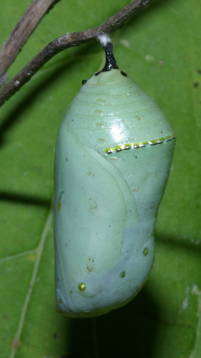 Гусеницы тутового шелкопряда Коконы