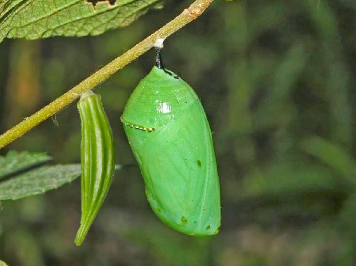 Кокон куколка бабочка