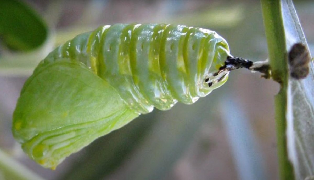 Кокон бабочки капустницы