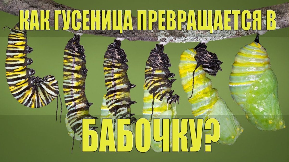 Окукливание гусеницы