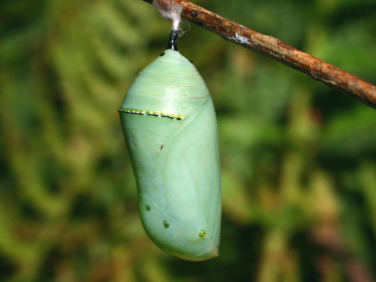 Кокон Urodidae мотылек