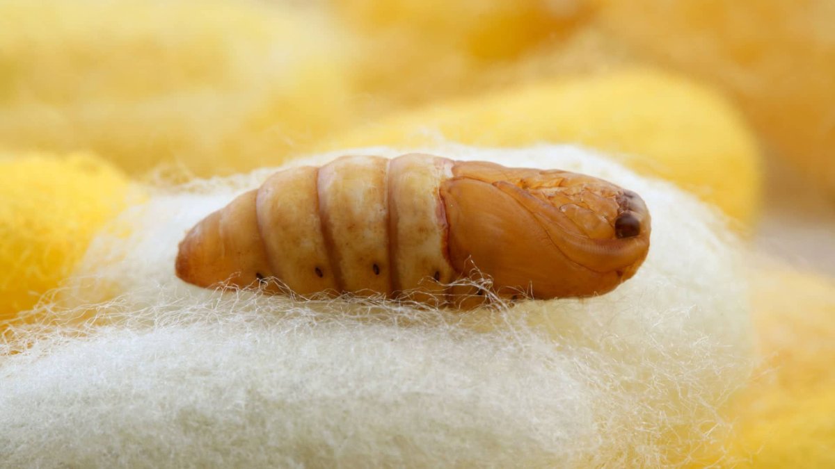 Гусеница линяет