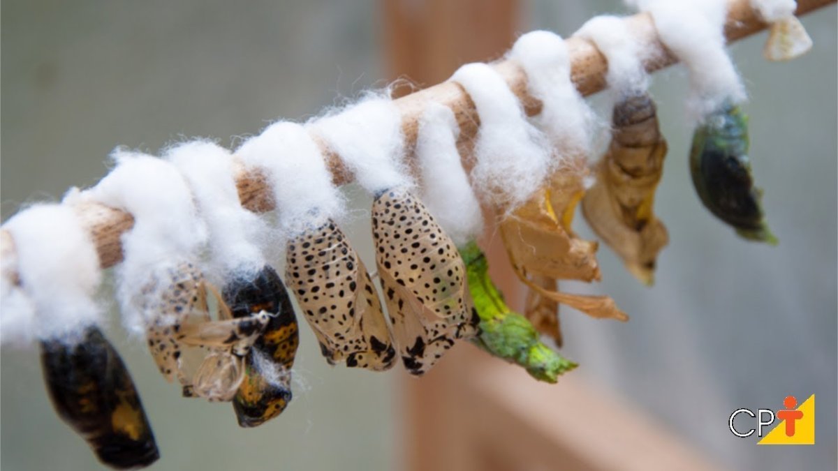 Личинка бабочки в коконе