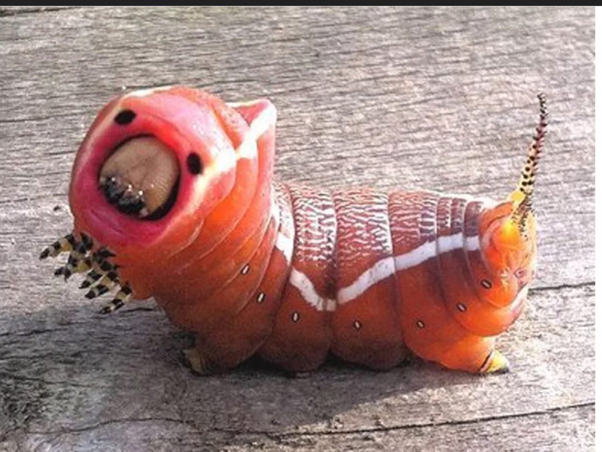 Толстая гусеница