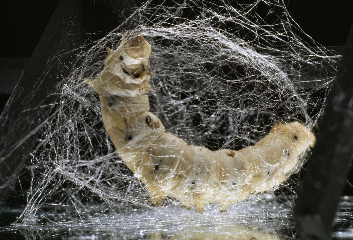 Гусеница сплела кокон